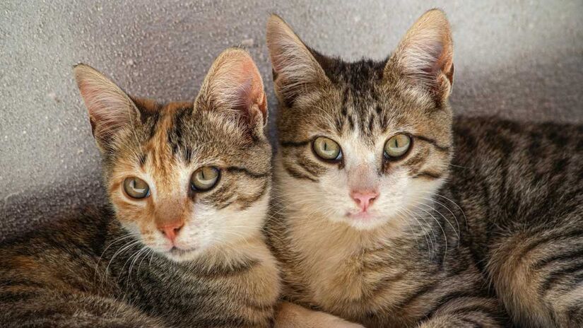 CasAdote pretende incentivar uma cultura de adoção responsável, baseada em vínculo afetivo e não em critérios estéticos. Fotos: Pexels (ilustrativas)