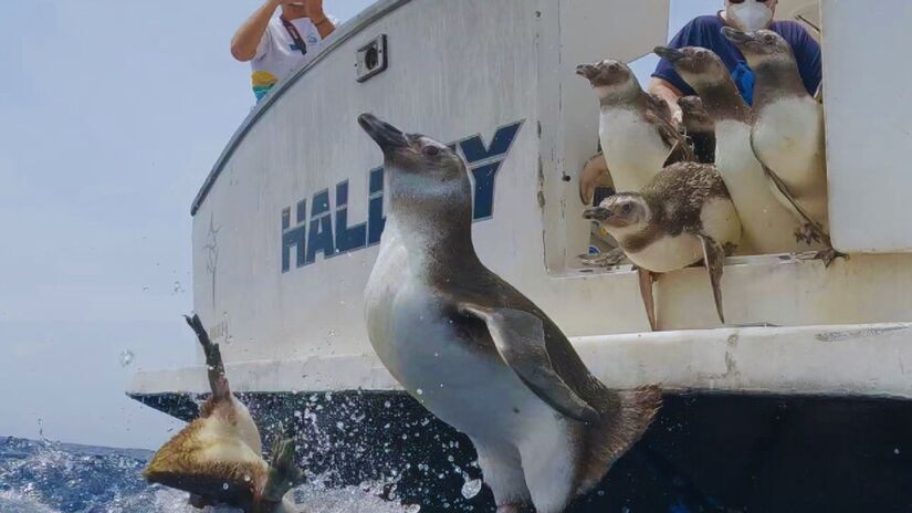 Pinguins chegaram ao litoral paulista durante o inverno, trazidos por correntes frias provenientes do extremo sul do continente. 
Fotos: Divulgação/Instituto Argonauta