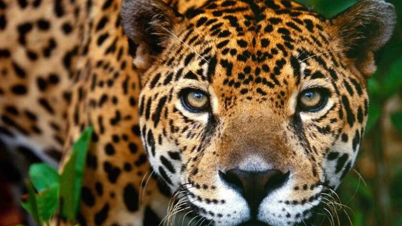 Enquanto grandes felinos chegam a 150 quilos, as da região pesam entre 40 e 60 quilos (Foto: Divulgação/ICMBio)