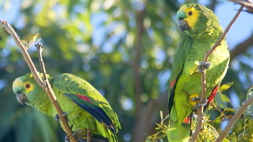 Pesquisadores sequenciaram o genoma da espécie e encontraram mais de 300 genes ligados ao envelhecimento lento (Foto: Carlos.eduardon/Wikimedia Commons)