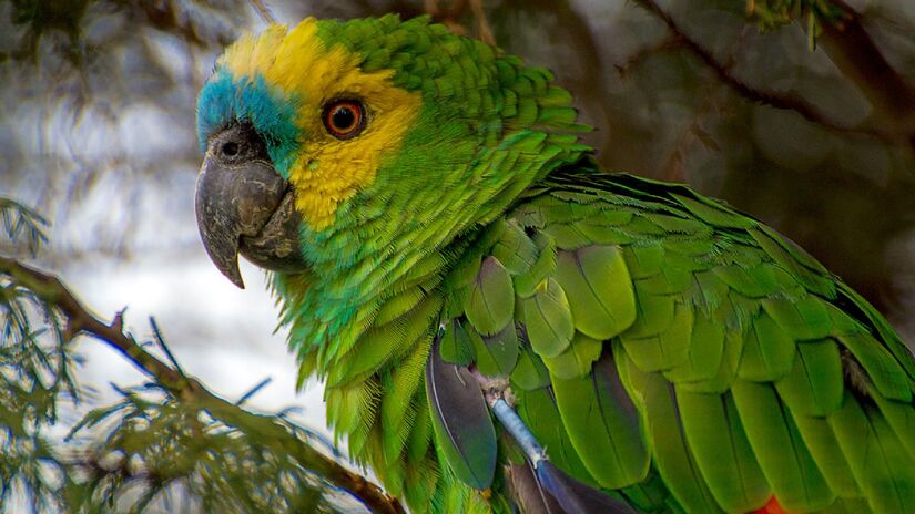 Entre eles, destaca-se a telomerase, que protege os cromossomos e reduz danos celulares ao longo da vida (Foto: Jairmoreirafotografia/Wikimedia Commons)