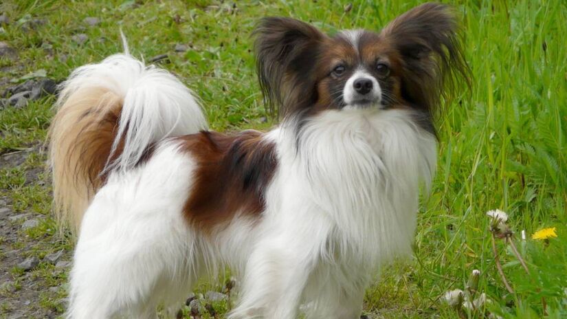Papillon: a borboleta sem cheiro

Pequeno e alegre, o Papillon tem pelagem fina e seca, o que facilita a manutenção e reduz o odor. É ideal para quem busca um cão de pequeno porte e ambiente sempre agradável.
