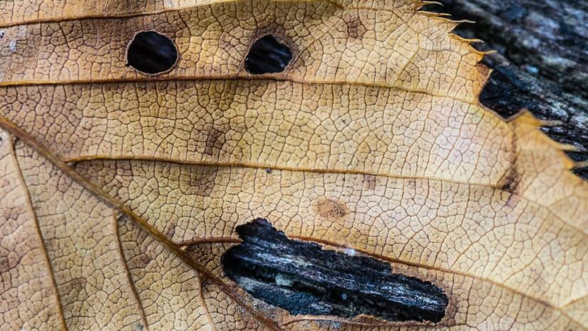 Essa folha parece ter rosto. Imagem: PxHere