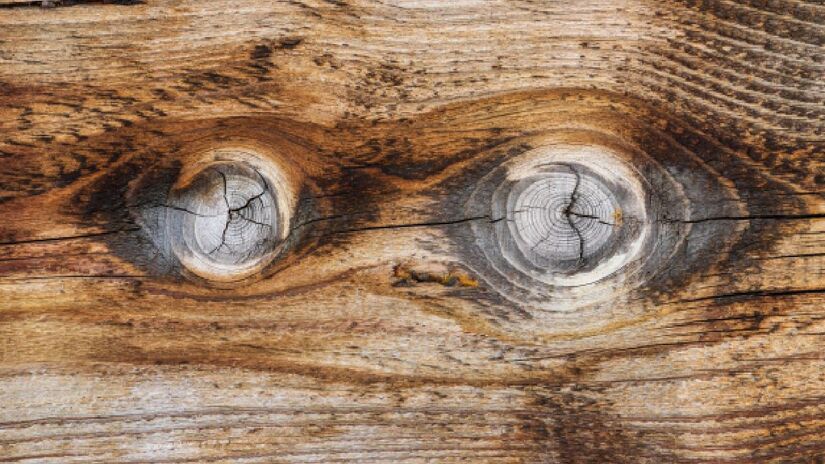 Essa madeira parece ter olhos, ela está de olho! Imagem: Roman Eisele/Wikimedia Commons