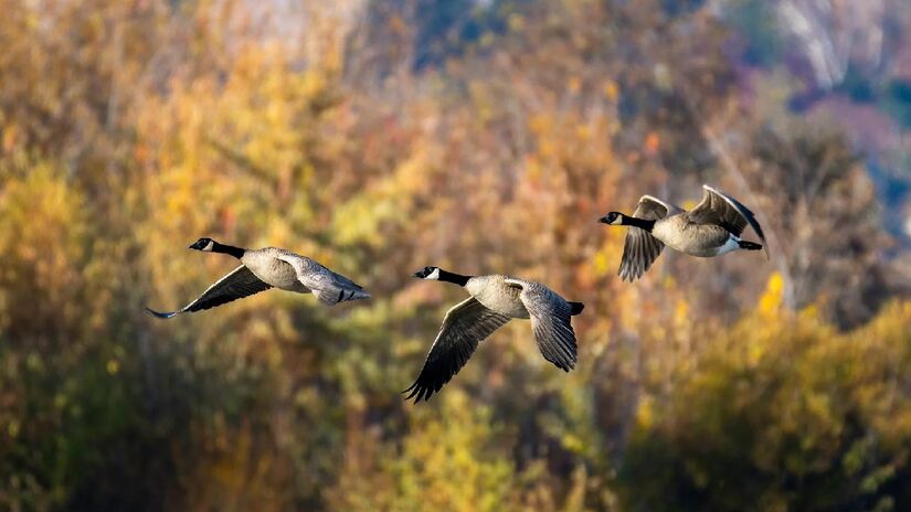 Um estudo descobriu que as aves se utilizam de ventos favoráveis e correntes de ar ascendentes, conhecidas como elevação. Isso ajuda na redução do esforço durante o voo - (Frank Cone/Pexels)