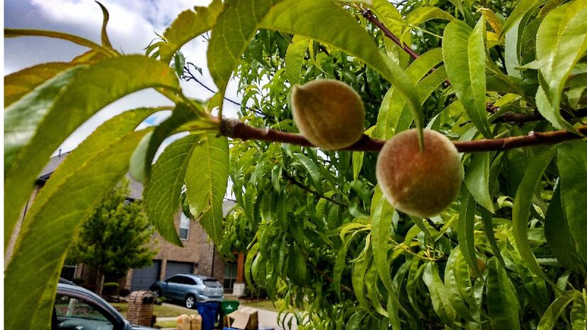 Pessegueiras também devem ser podadas em tempo quente. Imagem: Prianxi/Wikimedia Commons