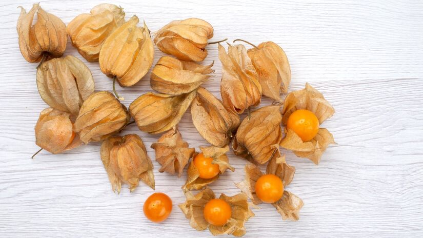 O camapu, conhecido como físalis ou physalis peruviana, se destaca também pela rapidez no ciclo de crescimento, podendo dar frutos em até 90 dias se for cultivada em condições ideais - (Kamran Aydinov/Freepik)