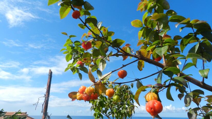 A pitangueira é uma ótima opção para quem tem pouco espaço, tem porte pequeno e é fácil de cuidar (Foto: Wikimedia commons/Higino Faria)