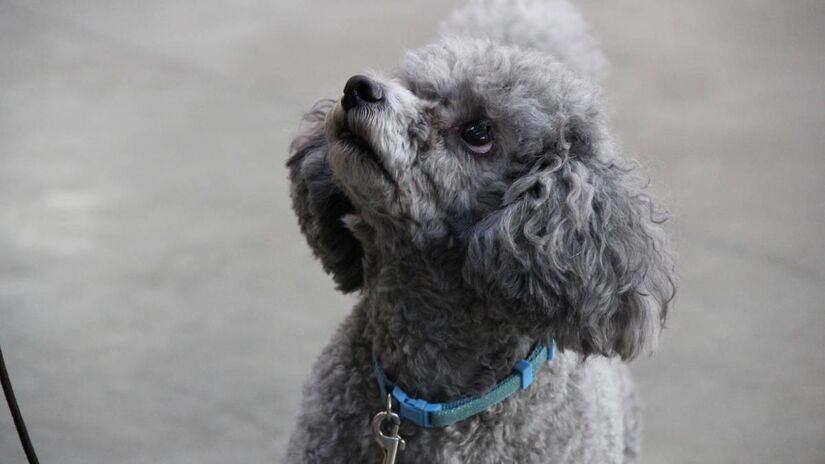 Poodle: o hipoalergênico neutro

Entre as raças hipoalergênicas, o Poodle se destaca. Seus pelos encaracolados e sem subpelo evitam o acúmulo de sujeira e oleosidade, deixando o cão praticamente sem cheiro. Manter a tosa em dia é essencial.
