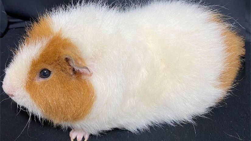 Porquinho-da-índia

Este roedor dócil é uma excelente opção para apartamentos, pois faz pouco ou nenhum barulho. Como é muito sociável, especialistas recomendam que ele seja adotado sempre com um parceiro para evitar a solidão. O porquinho-da-índia, que é originário da América do Sul, precisa de uma gaiola espaçosa e limpeza regular para se manter saudável.

Porte: pequeno a médio (15 a 25 cm).

Expectativa de vida: 4 a 8 anos.

Foto: Wikimedia Commons