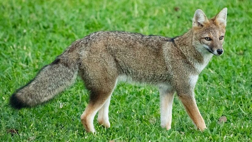 Na primeira avaliação, especialistas suspeitaram que se tratava de um graxaim-do-campo, um animal semelhante a uma raposa (Foto: Josi Guimarães/Wikimedia Commons)
