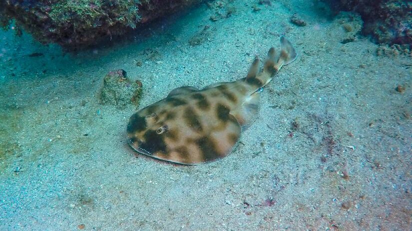 As raias elétricas produzem descargas bem mais fracas. Imagem: Geraldo da Silva Souza/Wikimedia Commons