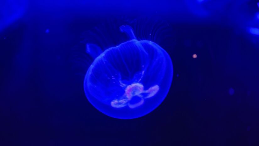 São 750 metros de circuitos, divididos em três pavimentos, reproduzindo o caminho das águas.

/Foto: Jonathan Campos/AEN