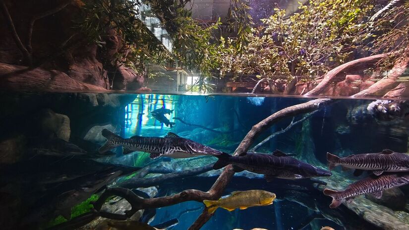 Aquário abriga aproximadamente 300 espécies e cerca de 10 mil animais, incluindo o surubim-do-Iguaçu.

/Foto: Jonathan Campos/AEN