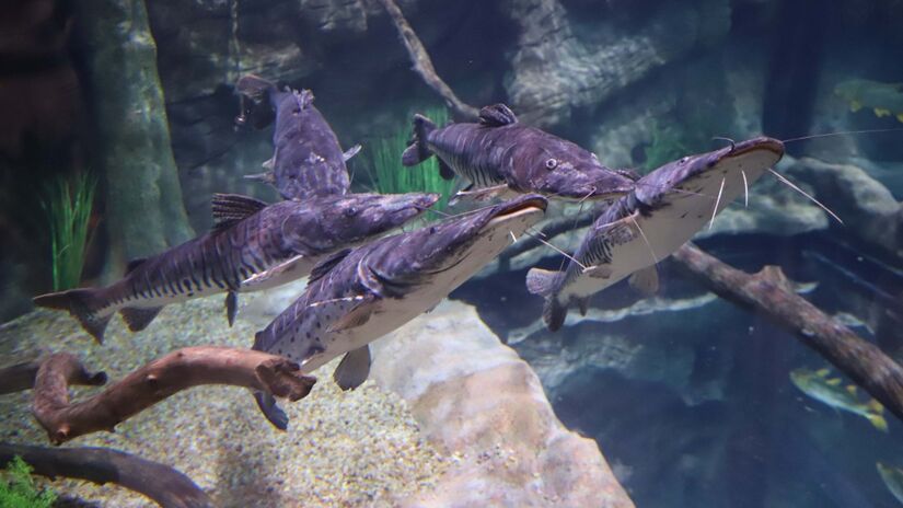 Empreendimento possui o 2&ordm; maior tanque oceânico do Brasil, com 2 milhões de litros d'água.

/Foto: Ari Dias/AEN