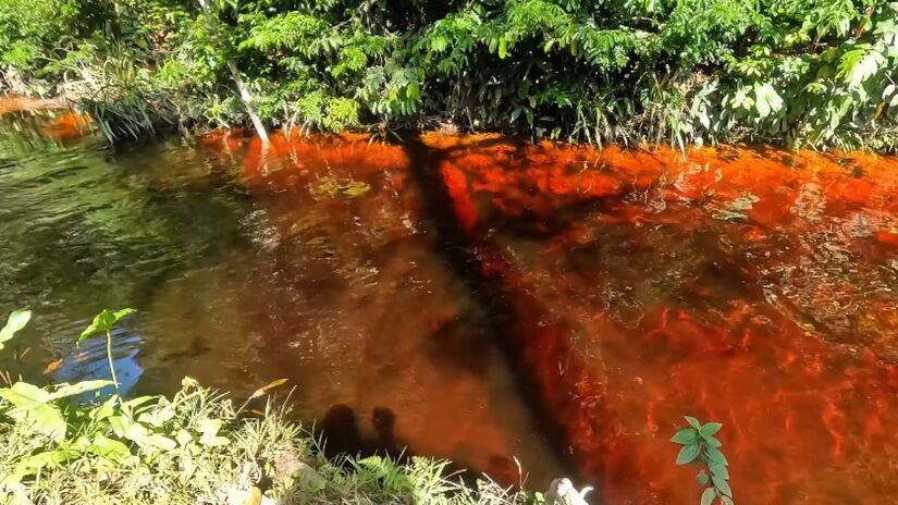 Quando essas plantas se decompõem, liberam compostos que alteram a cor da água