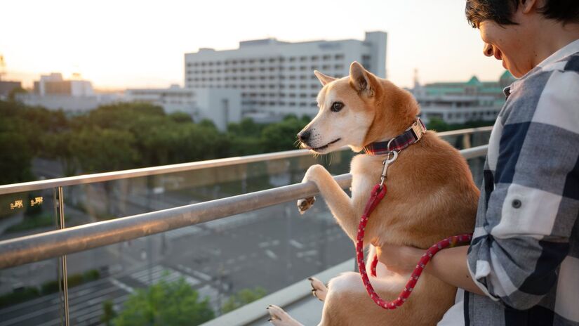 Queda na natalidade e solidão urbana impulsionam o boom do mercado pet japonês (Fotos: Freepik)