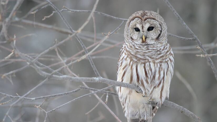 Foto: Wikimedia Commons