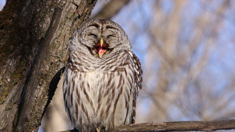 Foto: Wikimedia Commons