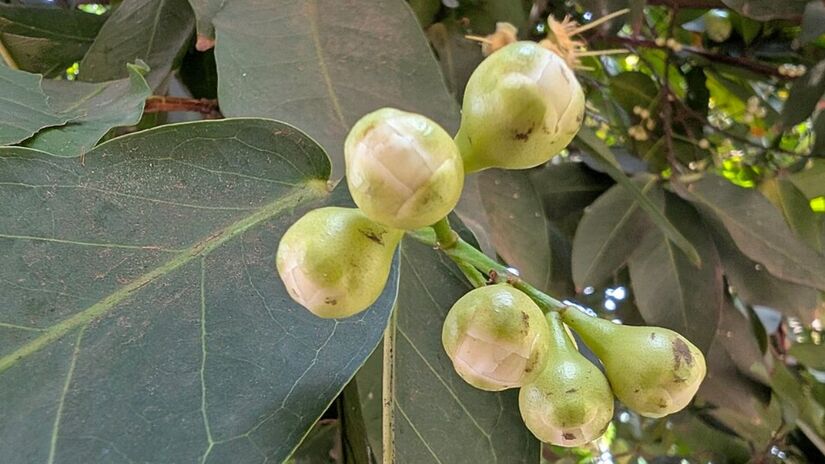 O fruto contém vitaminas A, B1, B12 e C, além de minerais como cálcio, ferro e fósforo (Foto: Vijayanrajapuram/Wikimedia Commons)