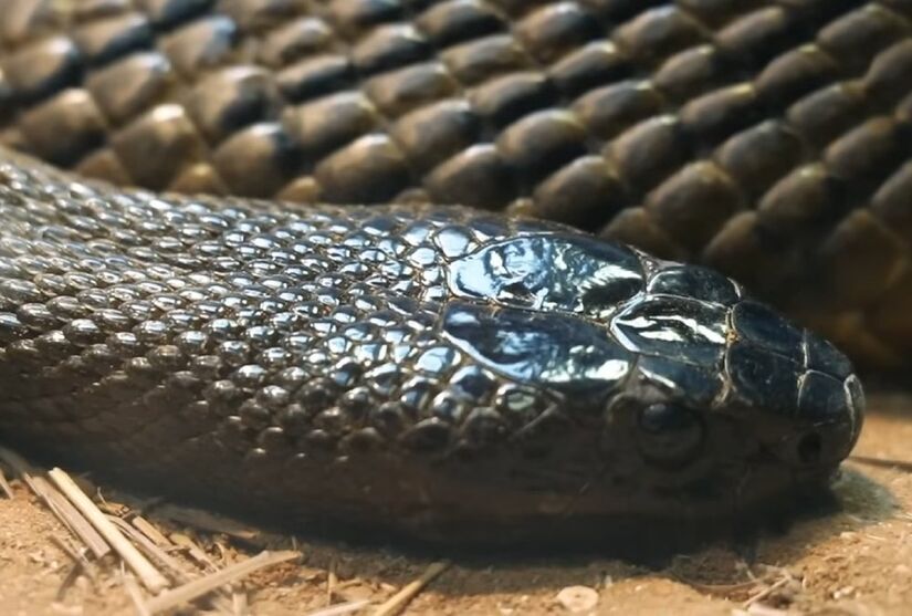 Taipan do interior é a cobra mais venenosa do mundo
