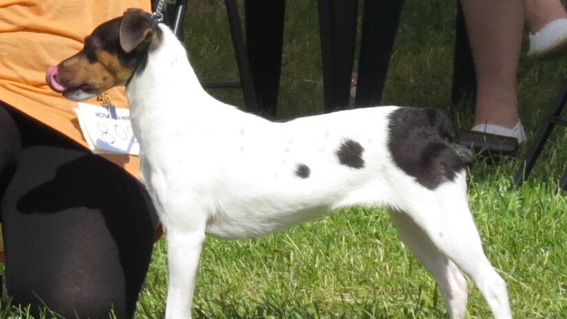 Terrier Brasileiro: o fox paulistinha

Rústico e ativo, o Terrier Brasileiro tem pelo curto e firme, fácil de limpar e que não retém sujeira. Com escovações rápidas e banhos periódicos, permanece limpo por bastante tempo.
