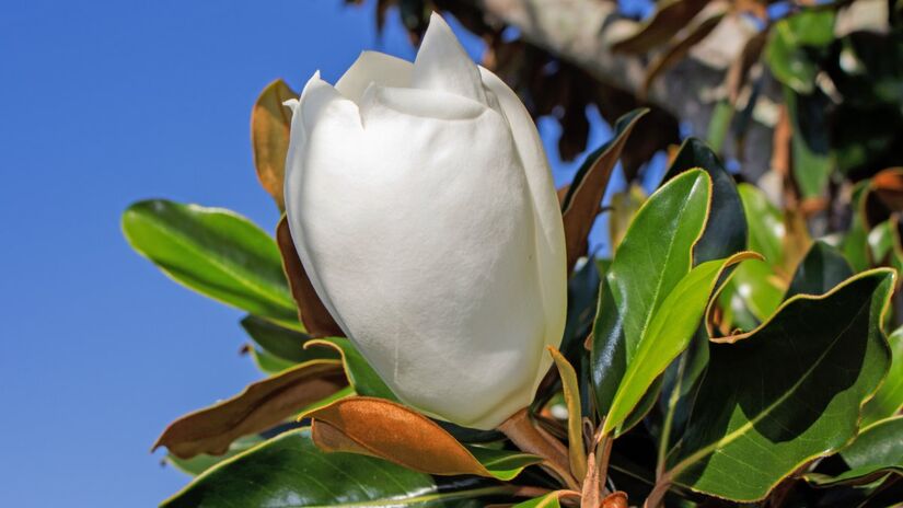 Com regas equilibradas, solo ácido e boa iluminação, ela cresce saudável e floresce todos os anos (Foto: PxHere)