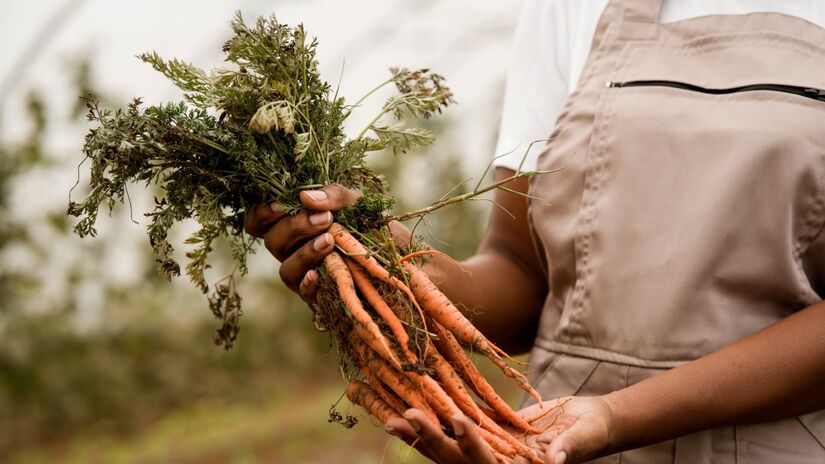 Trata-se da Guiana, nação que faz fronteira com o Brasil e que, apesar de pouco conhecida, se mostrou capaz de produzir tudo o que sua população necessita (Fotos: Freepik)
