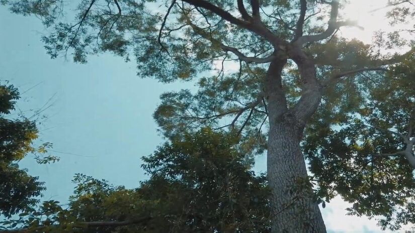 Ao longo dos séculos, esse gigante acompanhou mudanças profundas no clima, variações de fauna e flora e a chegada dos primeiros exploradores