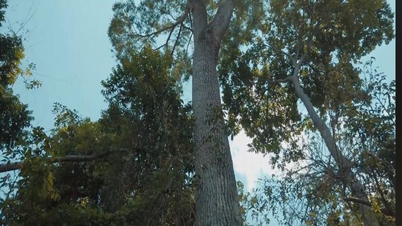 Estima-se que o Patriarca tenha até 900 anos, o que significa que ele já estava enraizado muito antes da formação do território brasileiro como conhecemos (Fotos: Youtube/Reprodução)