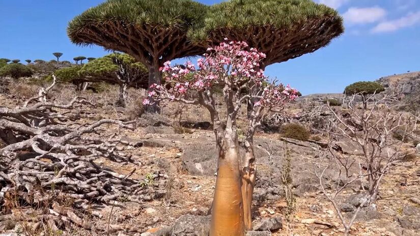 A Ilha de Socotra é considerada um dos ecossistemas mais isolados do mundo, e isso não acontece por acaso