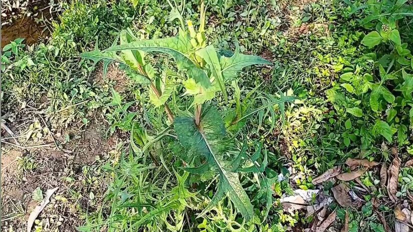 Considerada por muitos como "planta de beira de estrada", a serralha surpreendeu os pesquisadores ao apresentar teores consistentes de ferro, cálcio e fósforo, níveis comparáveis aos de verduras convencionais (Fotos: Youtube/Reprodução)