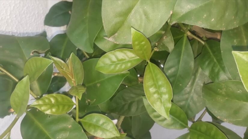 Popularmente chamada de "carne vegetal", a ora-pro-nóbis sempre chamou atenção por seu teor de proteínas