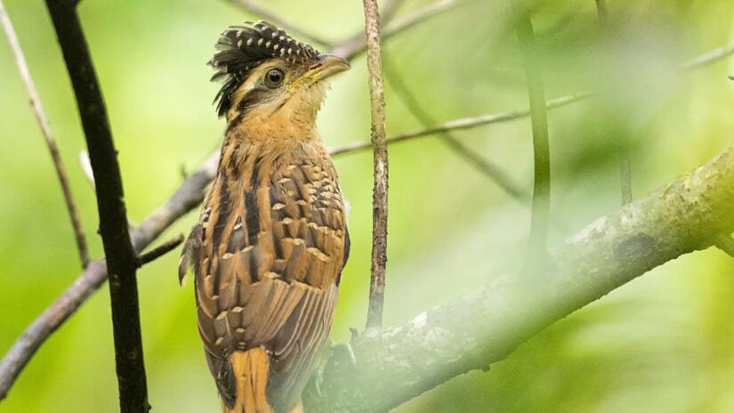 Um exemplo curioso é o saci, conhecido por emitir duas notas longas e persistentes