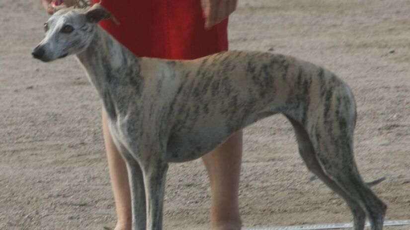 Whippet: o elegante e discreto

Com porte esguio e pelo finíssimo, o Whippet é praticamente inodoro. A ausência de subpelo e a baixa oleosidade o tornam ideal para quem tem sensibilidade a cheiros. É calmo, silencioso e perfeito para apartamentos.
