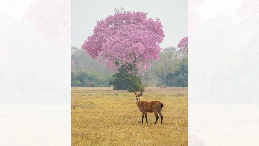 1. Parque Estadual Encontro das Águas de nível Estadual, localizado entre Barão de Melgaço e Poconé, no Mato Grosso (Foto: Giles Laurent/Wikimedia Commons)