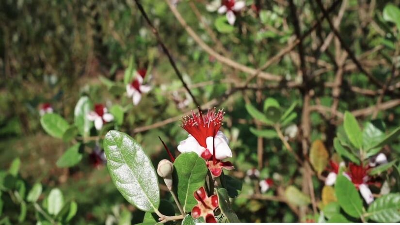 O tamanho moderado da planta &eacute; um atrativo para cultiv&aacute;-la em ambientes urbanos- reprodu&ccedil;&atilde;o/ YouTube