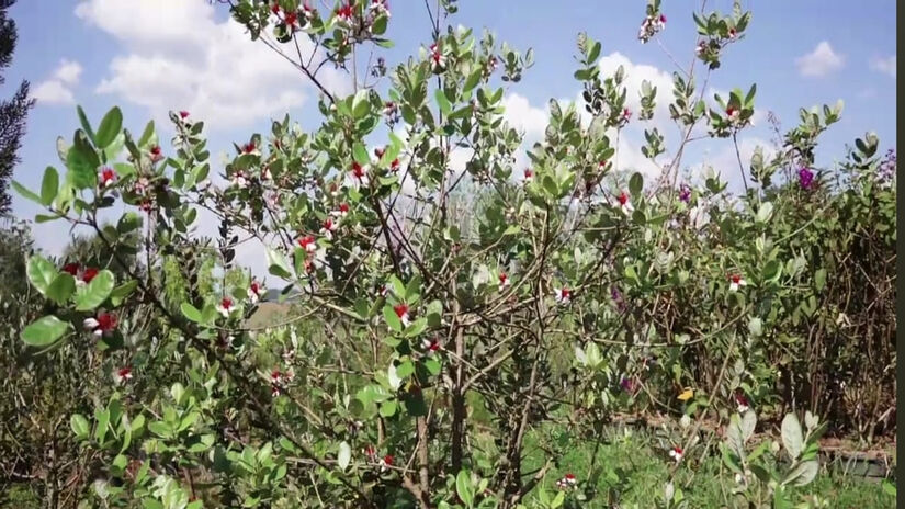 A feijoa &eacute; conhecida pela boa capacidade de adapta&ccedil;&atilde;o - reprodu&ccedil;&atilde;o/YouTube