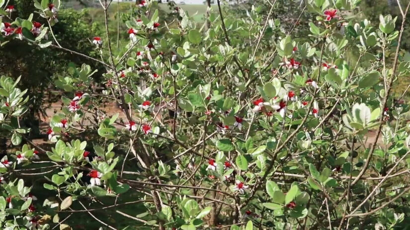 O sul e o sudeste s&atilde;o regi&otilde;es perfeitas para cultivar a planta - reprodu&ccedil;&atilde;o/YouTube