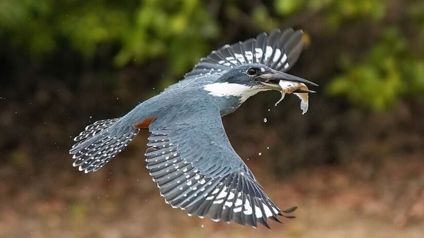 14. Parque Estadual Encontro das Águas de nível Estadual, localizado entre Barão de Melgaço e Poconé, no Mato Grosso (Foto: Giles Laurent/Wikimedia Commons)