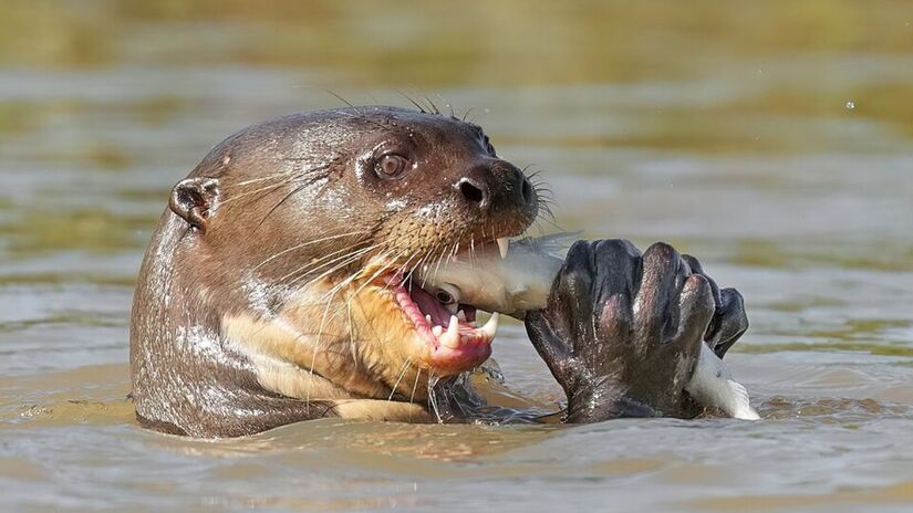 15. Parque Estadual Encontro das Águas de nível Estadual, localizado entre Barão de Melgaço e Poconé, no Mato Grosso (Foto: Giles Laurent/Wikimedia Commons)