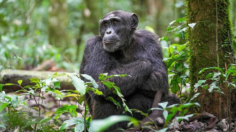 6. Chimpanzé (Foto: Giles Laurent/Wikimedia Commons)