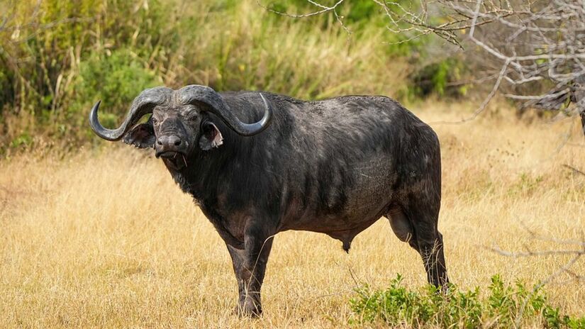 5. Búfalo Africano (Foto: Giles Laurent/Wikimedia Commons)