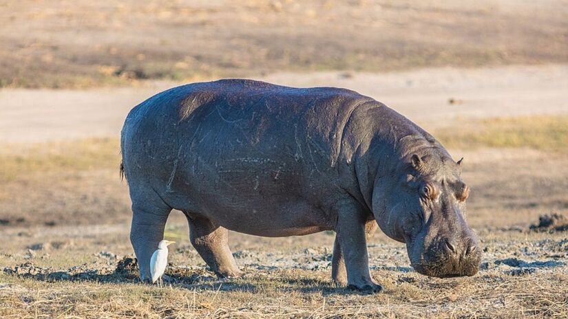 3. Hipopótamo (Foto: Diego Delso/Wikimedia Commons)