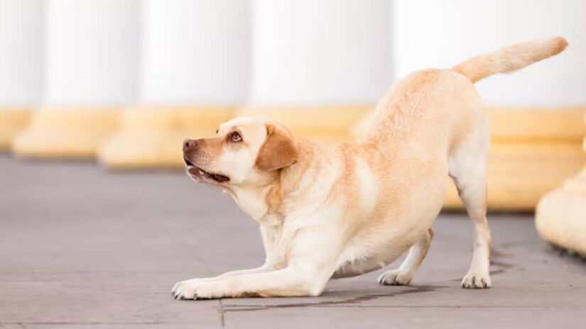 Observar comportamentos como o espreguiçar ajuda a criar uma comunicação mais eficaz, promovendo um relacionamento mais harmônico e uma maior confiança entre o cão e o tutor.