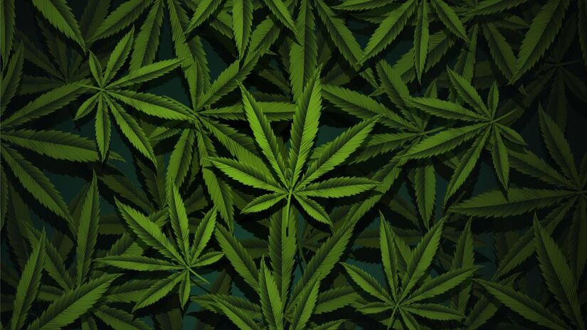 Pioneirismo social. Em 2013, a nação fez história como o primeiro país do mundo a legalizar a maconha sob controle estatal, em uma medida amplamente debatida. Foto: Freepik