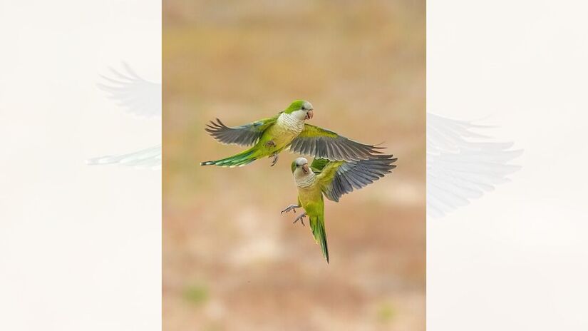 6. Parque Estadual Encontro das Águas de nível Estadual, localizado entre Barão de Melgaço e Poconé, no Mato Grosso (Foto: Giles Laurent/Wikimedia Commons)
