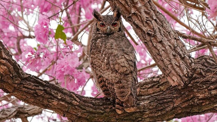 8. Parque Estadual Encontro das Águas de nível Estadual, localizado entre Barão de Melgaço e Poconé, no Mato Grosso (Foto: Giles Laurent/Wikimedia Commons)