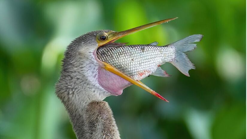 9. Parque Estadual Encontro das Águas de nível Estadual, localizado entre Barão de Melgaço e Poconé, no Mato Grosso (Foto: Giles Laurent/Wikimedia Commons)