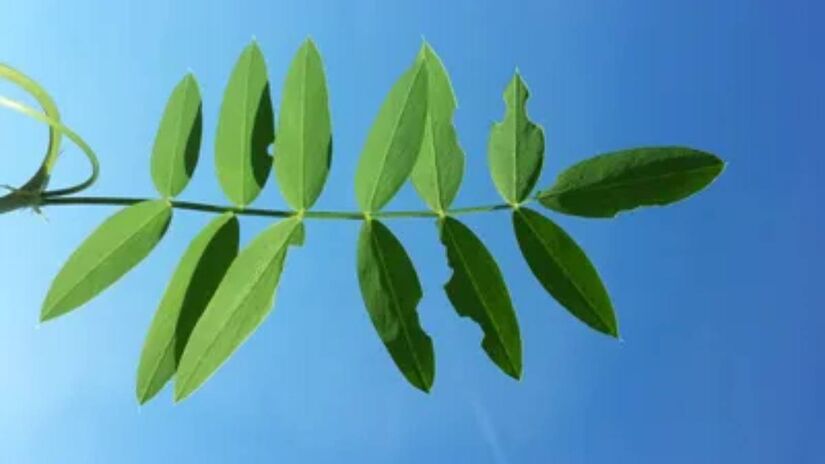 Arruda tradicional em áreas do Mediterrâneo, é associada à proteção da casa e costuma ser colocada em vasos próximos a janelas ou portas. Foto: PictureThis